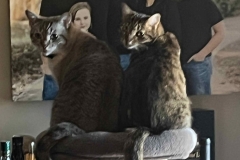 My cats being cute in front of a family photo